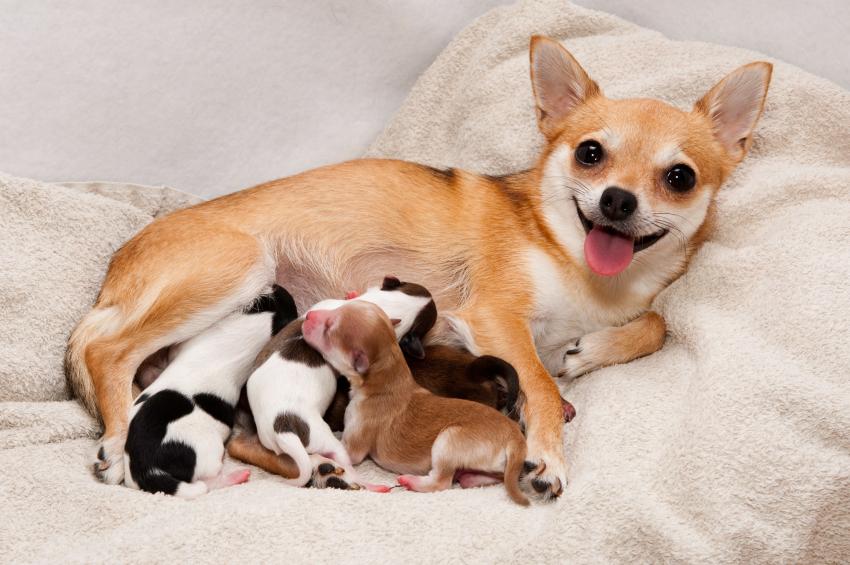 Canine Pregnancy | Pregnant Dogs - Golden Retrievers